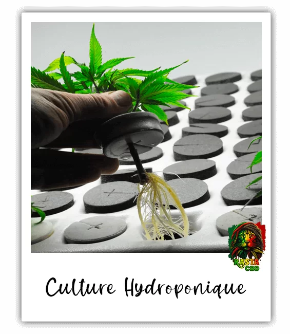 Le CBD cultivé en Indoor Hydroponique