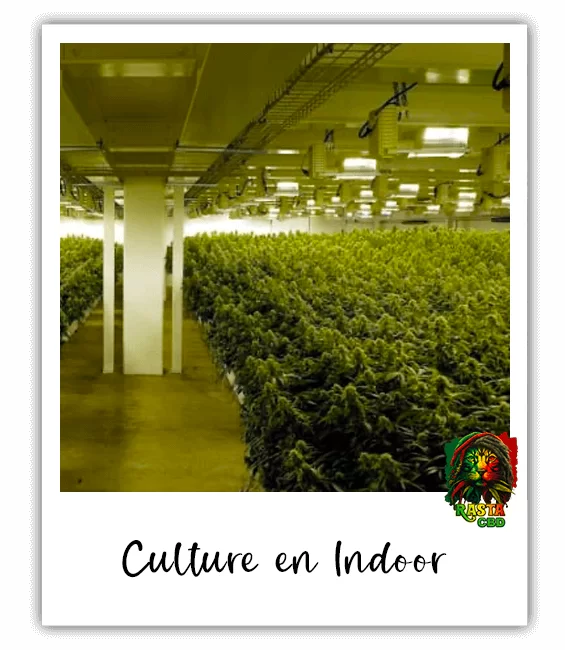 Le CBD cultivé en indoor