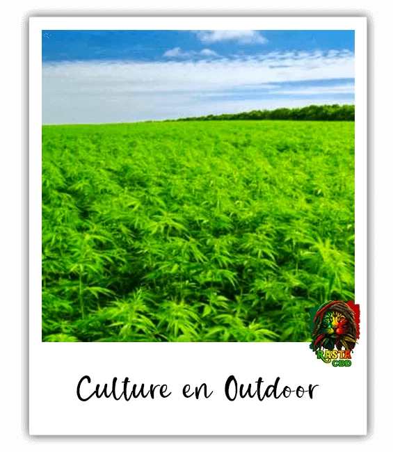 La culture du CBD en Outdoor