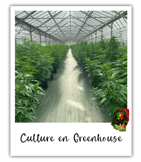 Culture du CBD en Greenhouse